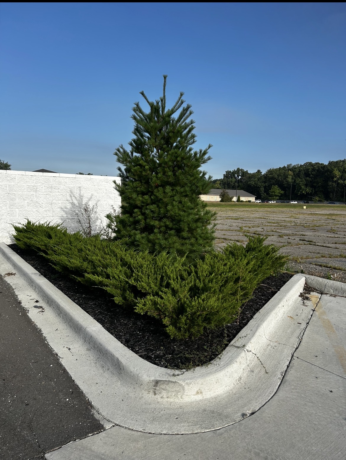 Overgrown commercial landscape bed before trimming