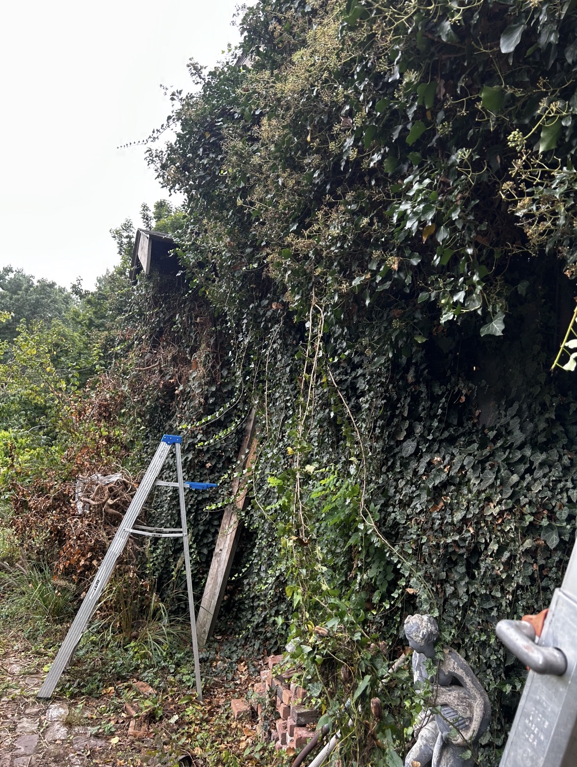 Dense growth beside a residential property