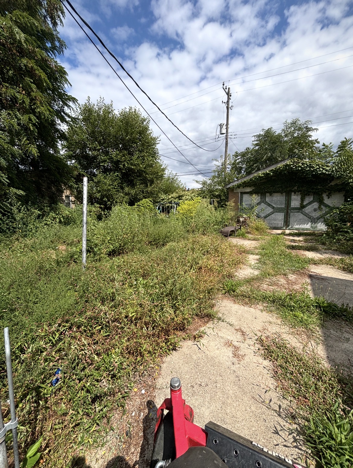 Overgrown residential driveway before cleanup